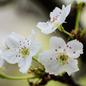 香蕉免费看视频
